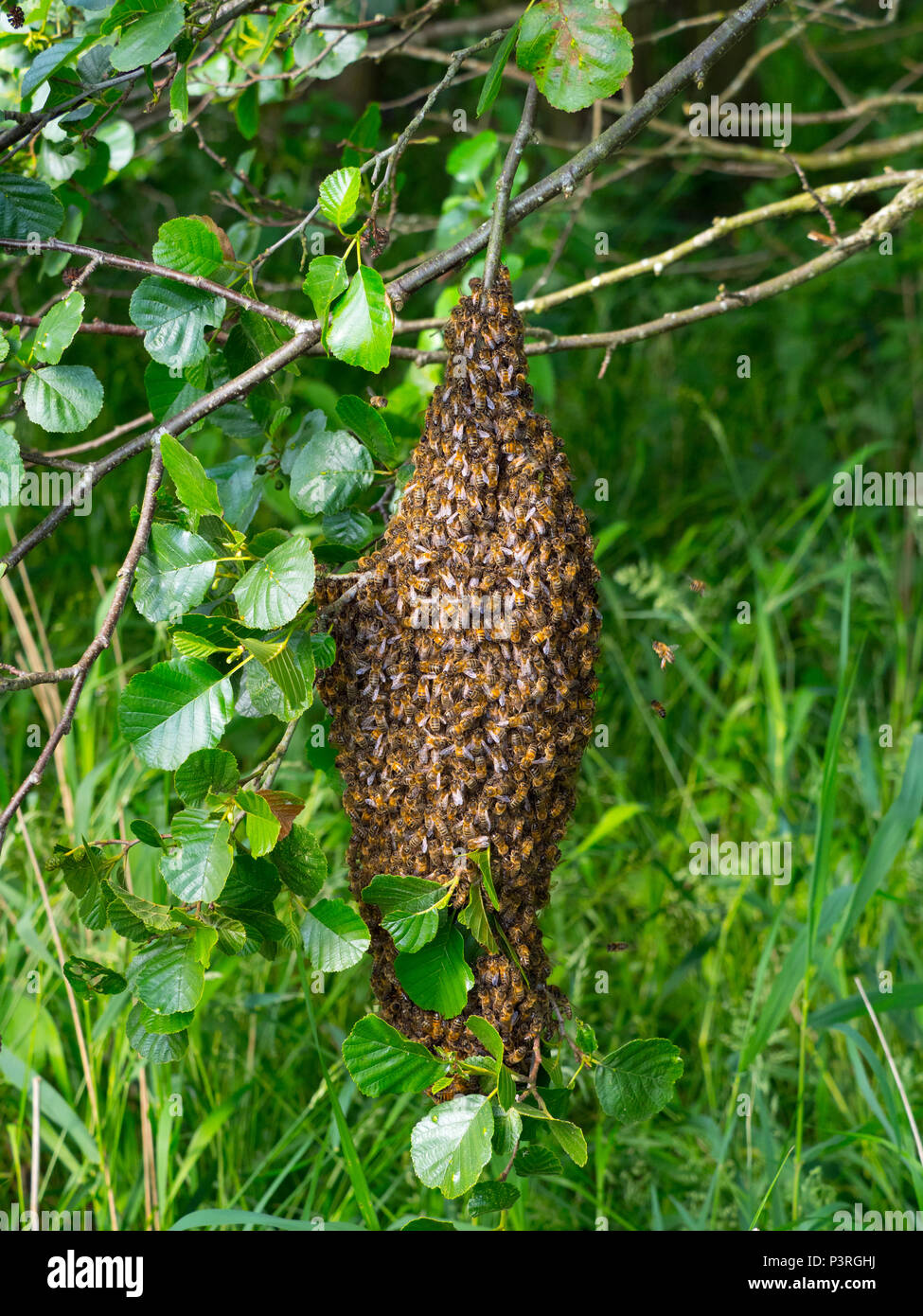 Honey Bee Apis mellifera sciame appeso nella struttura ad albero di ontani. Norfolk Broads Foto Stock