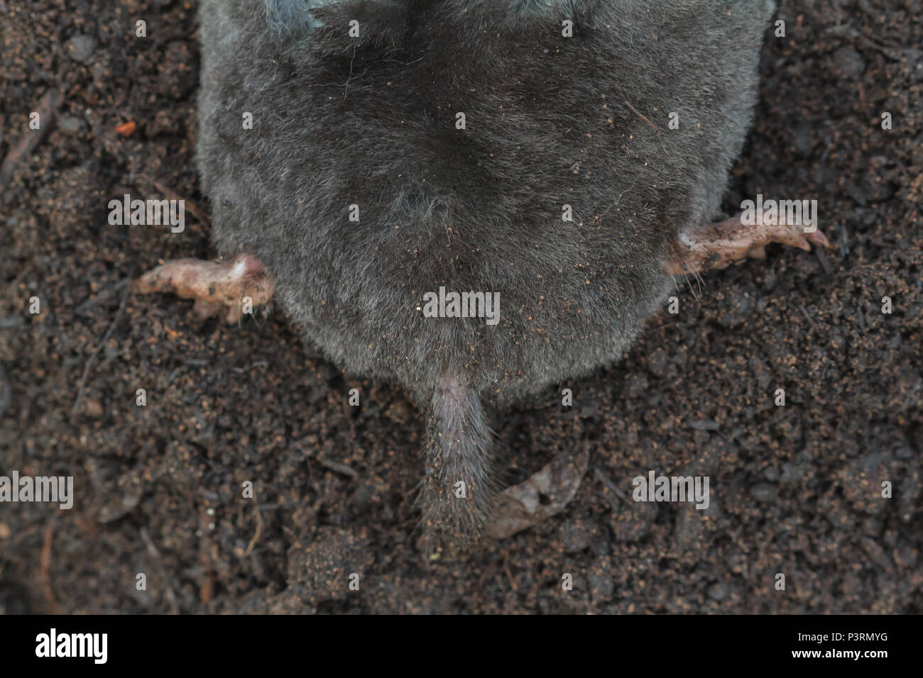 La coda e le zampe posteriori di un Europeo Mole, Talpa europaea, (condizioni controllate) Foto Stock