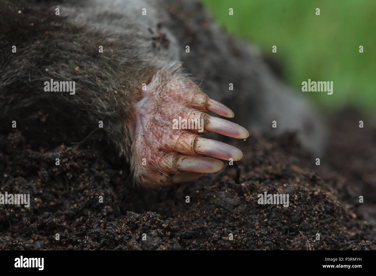 Close up delle griffe di una mole di europea, Talpa europaea, (condizioni controllate) Foto Stock