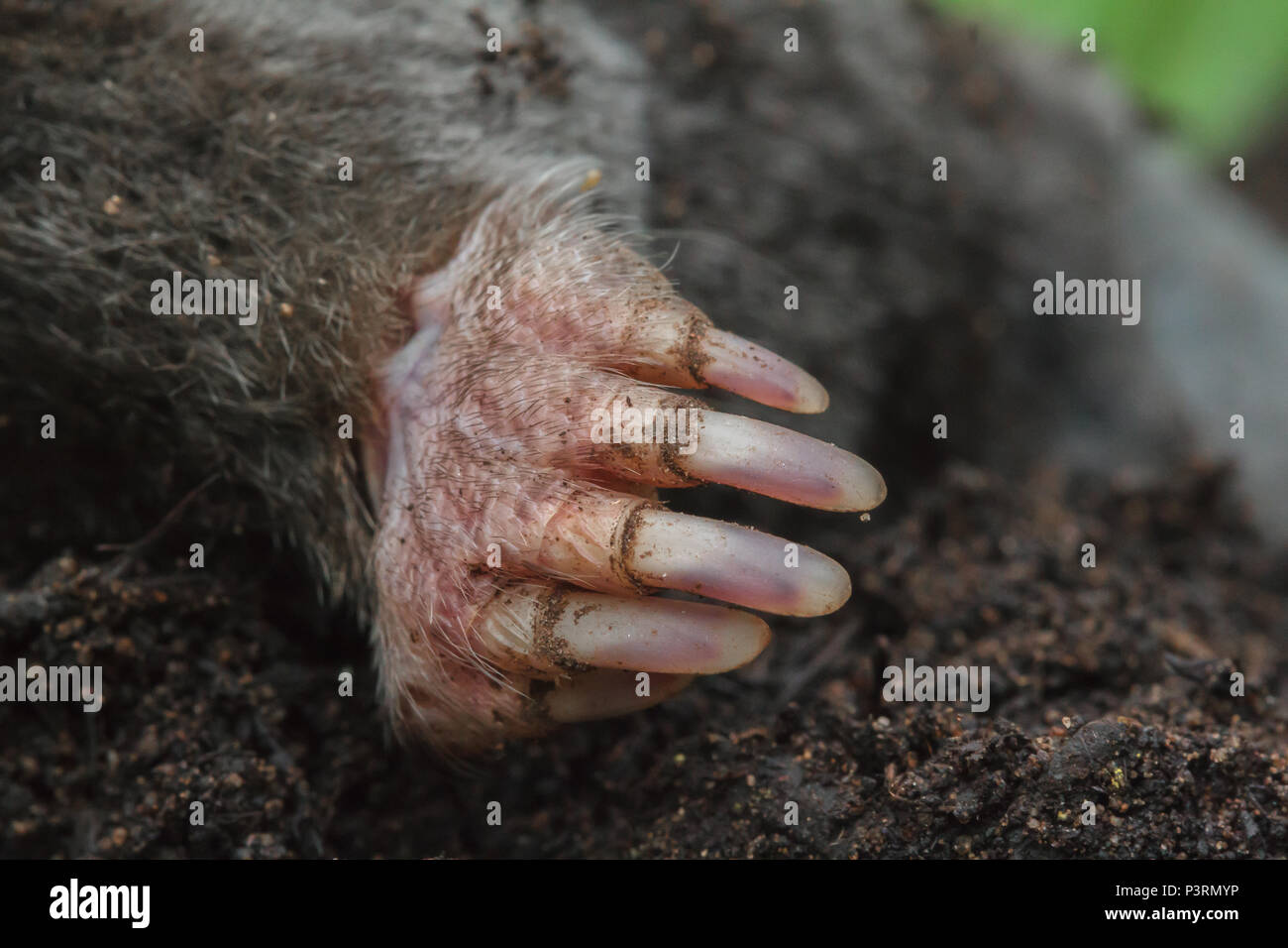 Close up delle griffe di una mole di europea, Talpa europaea, (condizioni controllate) Foto Stock