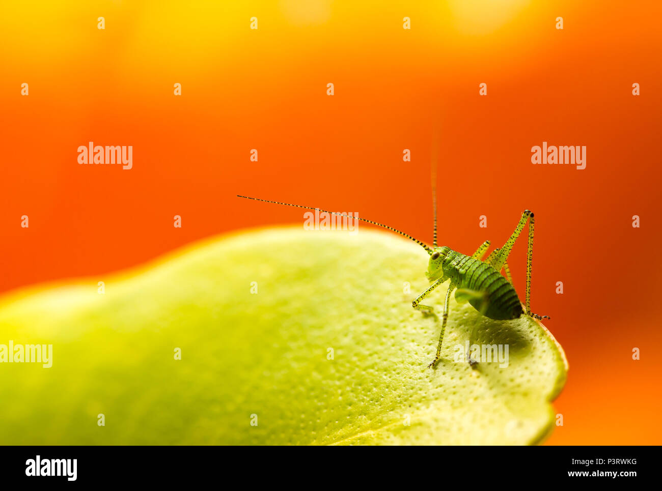 Macro, primo piano di insetti maschi macchiati di cricket (Leptophyes punctatissima) in piedi su foglia verde nel giardino del Regno Unito, uno sfondo naturale arancione. Foto Stock