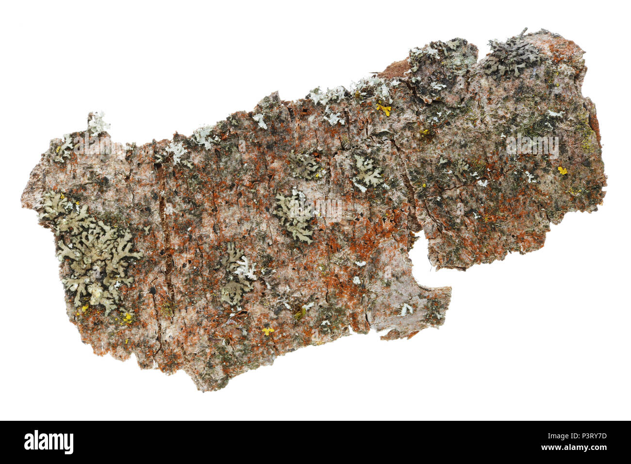 Il microcosmo e flora sulla superficie della corteccia del vecchio albero della mela. Licheni, muschi e altre sostanze organiche. Studio isolato di ripresa macro Foto Stock