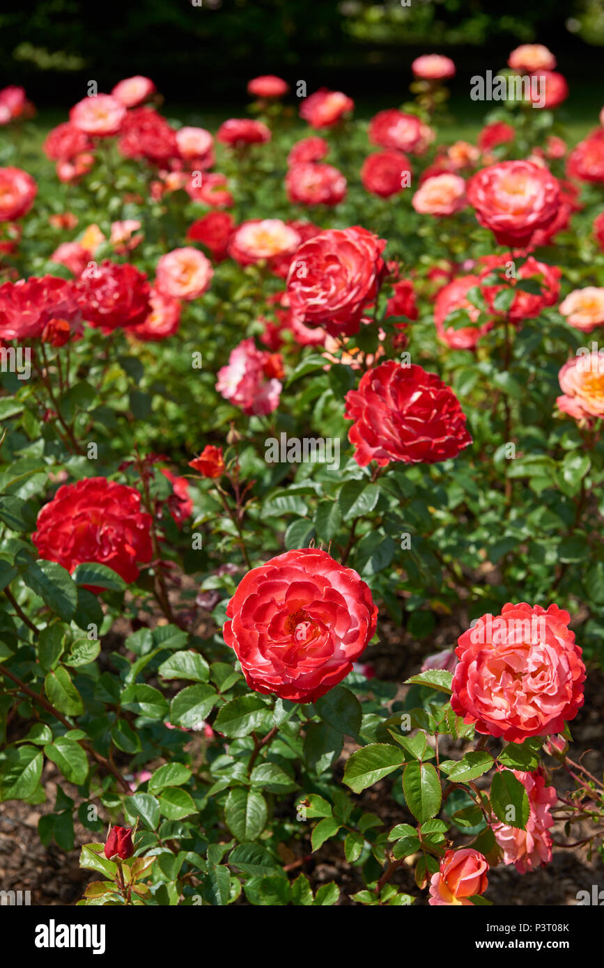 Red Rose Bush, London, England, Regno Unito Foto Stock