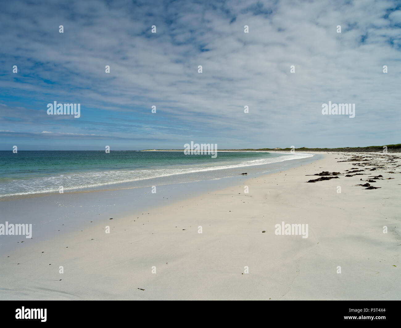 dh Whitemill Bay Beach SANDAY ORKNEY Scozia Isola del nord spiagge remote Nessuno costa vuota sabbia bianca regno unito isole scozzesi sabbie sabbiose spiagge sabbiose Foto Stock