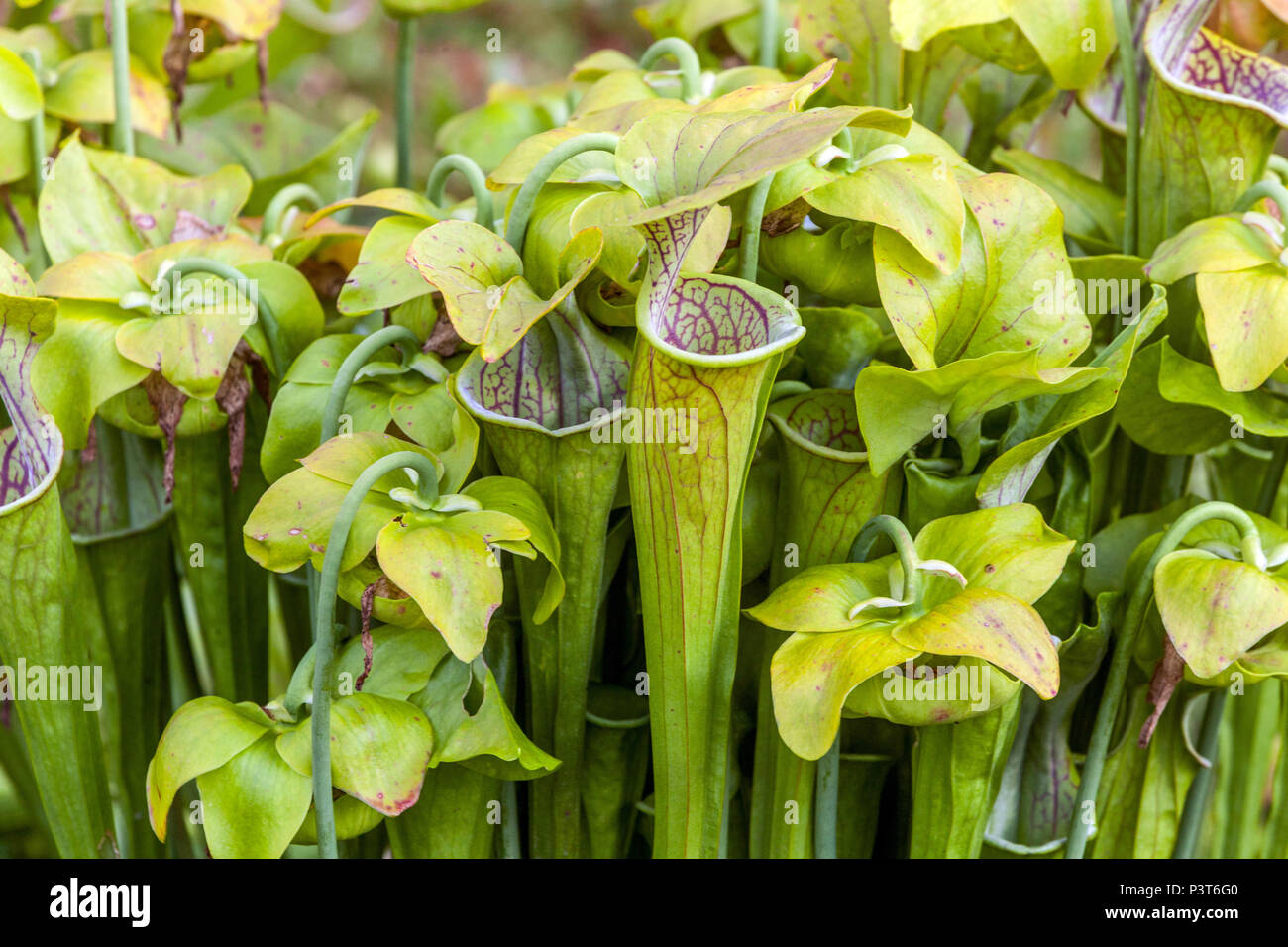 Caraffa pianta, Sarracenia oreophila fiore tubolare Foto Stock