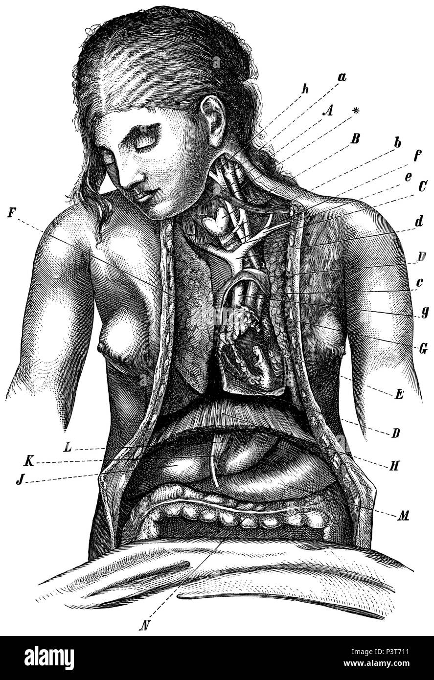 Umano: cavità del corpo contenuto. B) la tiroide, c) trachea, D) pericardio, E) cuore, F, G) a destra e a sinistra del polmone, H) diaframma, J) fegato,K,L) appeso il legamento del fegato, M) dello stomaco, N) trasversale del colon, anonym 1887 Foto Stock