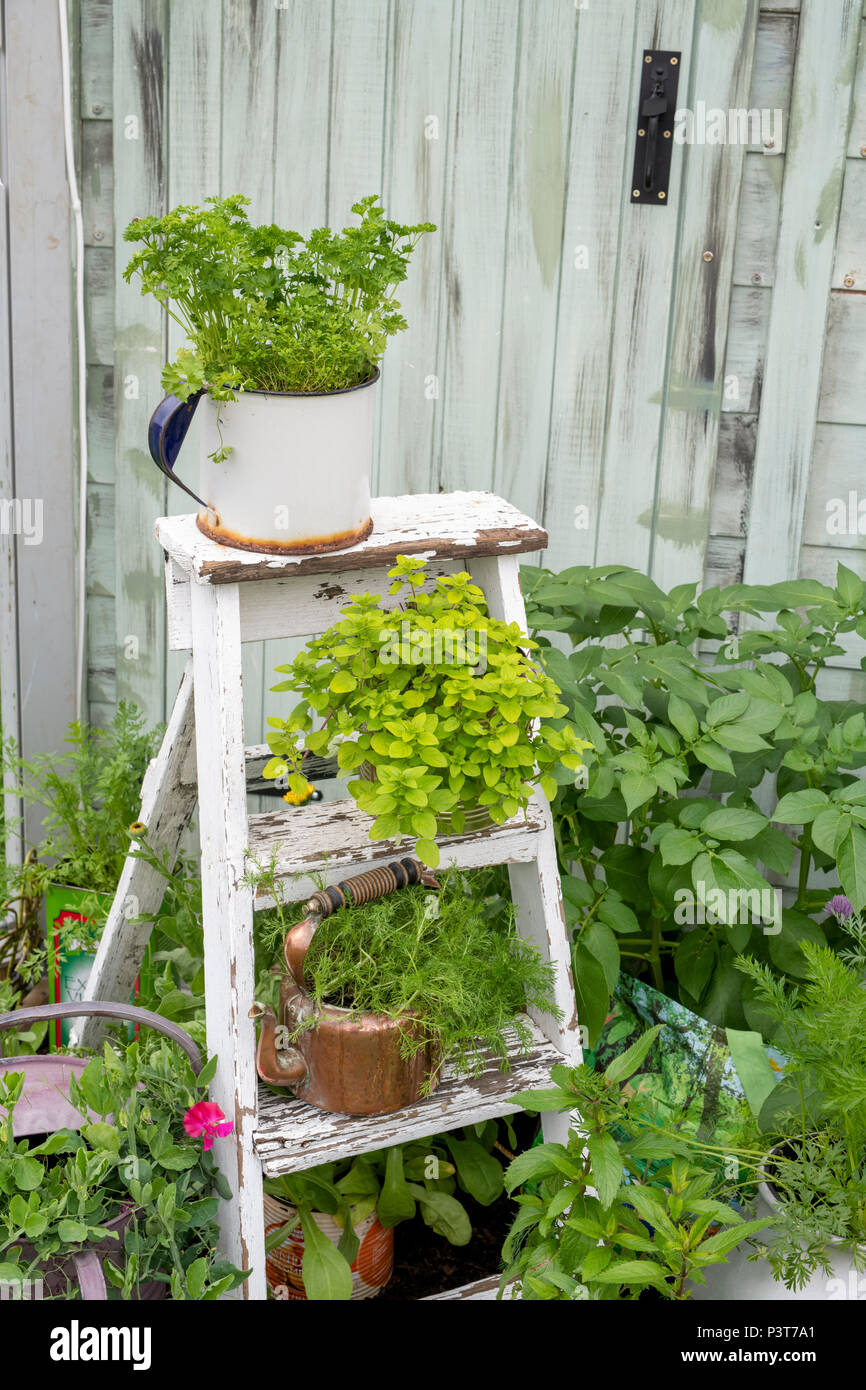 Crescere il proprio impianto di erbe visualizza su legno verniciato passo scale a flower show. Regno Unito Foto Stock