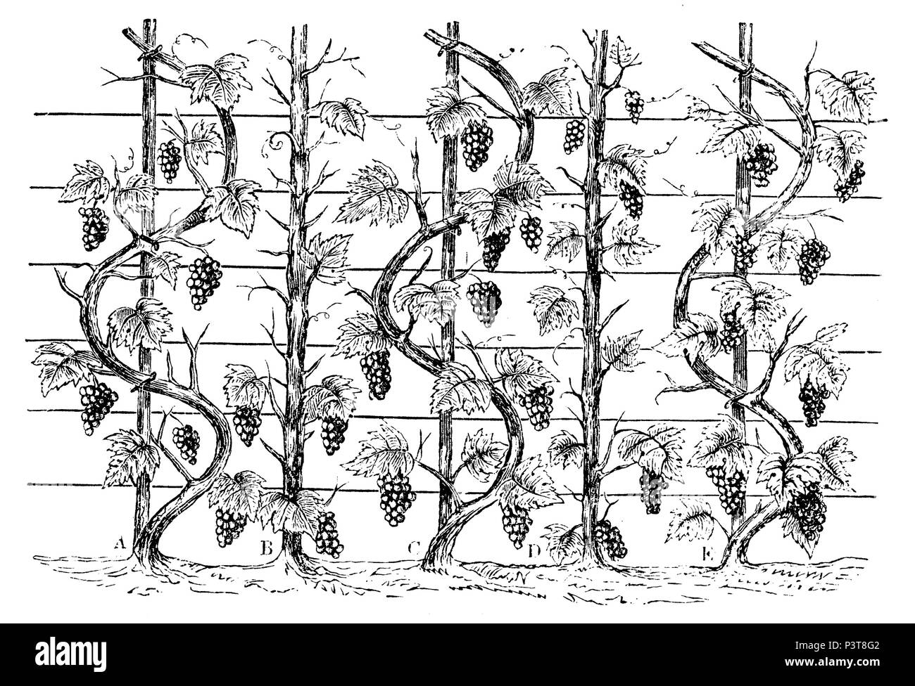 Grapevine come un cordone ondulato, 1877 Foto Stock