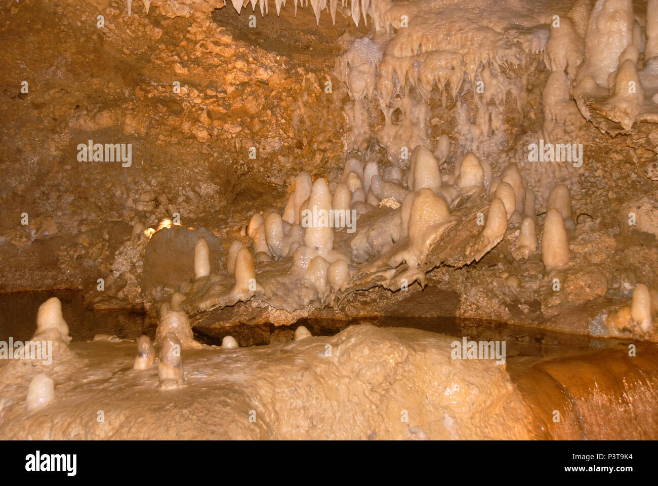 Le stalagmiti a Harrison Cave, Barbados, Caraibi Foto Stock