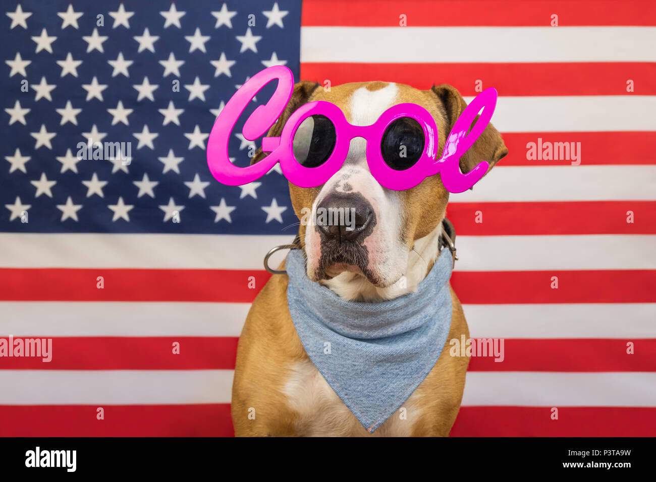 American Independence Day concetto, con staffordshire terrier cane e a stelle e strisce bandiera in studio. Allegra e felice pitbull cane in 'cool' masqu Foto Stock