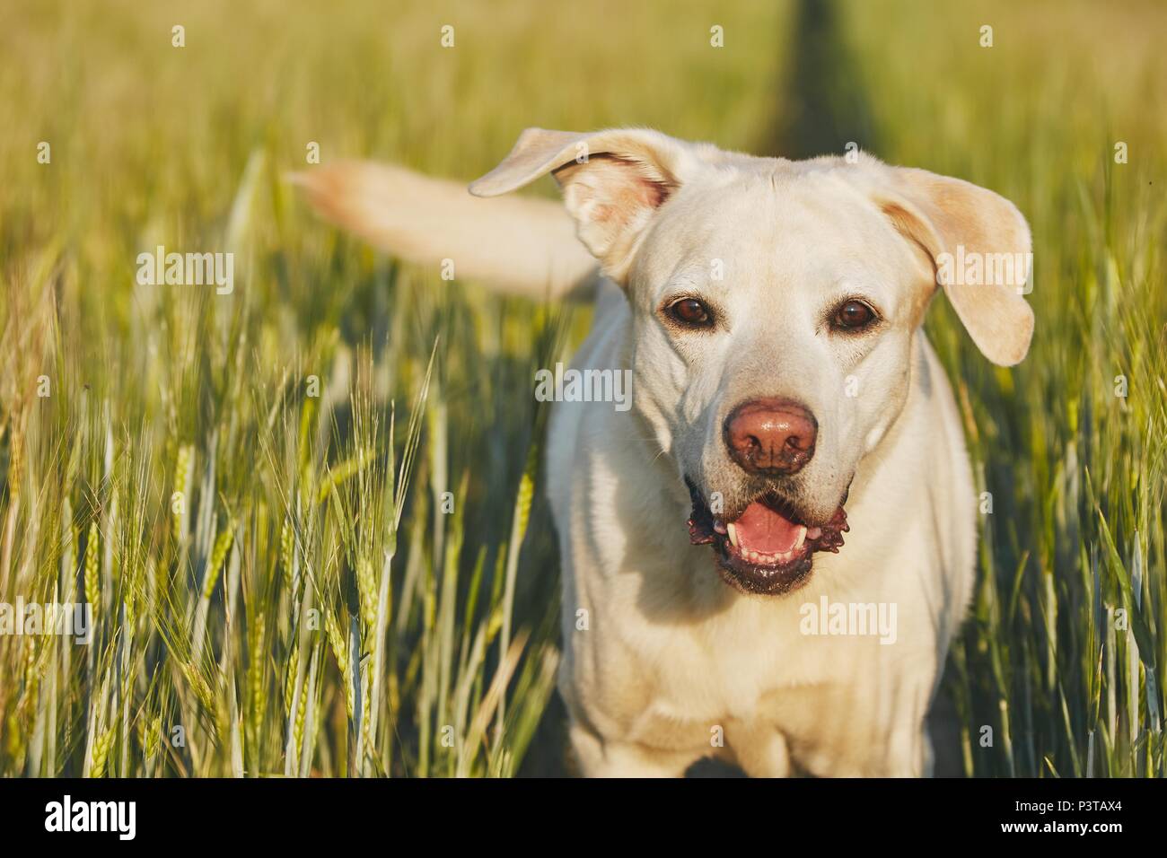 Happy dog in campagna. Il Labrador retriever camminando sul percorso nel campo. Foto Stock