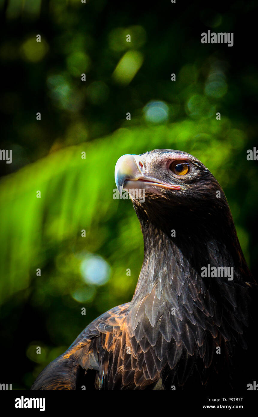 Cuneo-tailed eagle Foto Stock