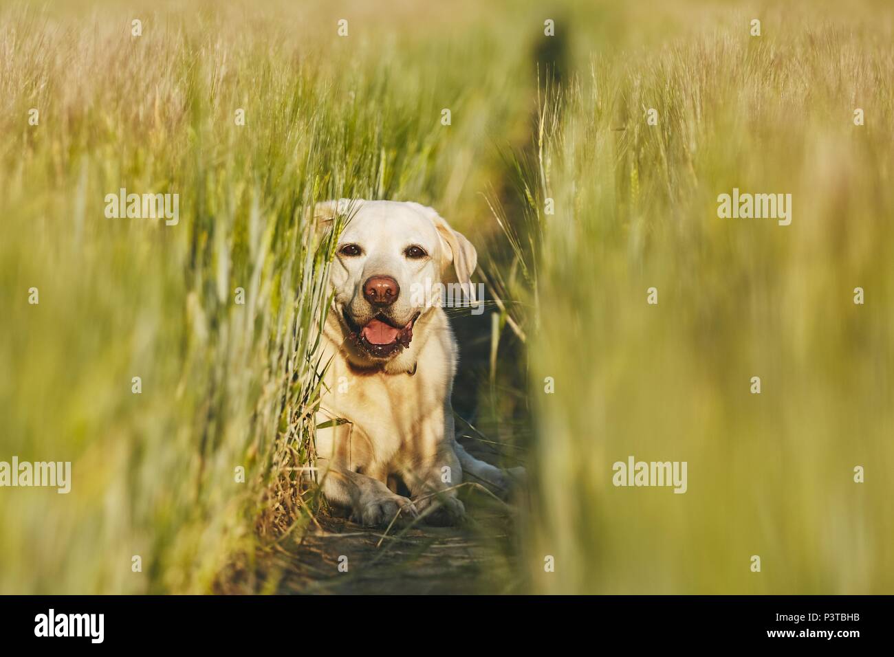 Happy dog in campagna. Il Labrador retriever nascondendo sul percorso nel campo. Foto Stock