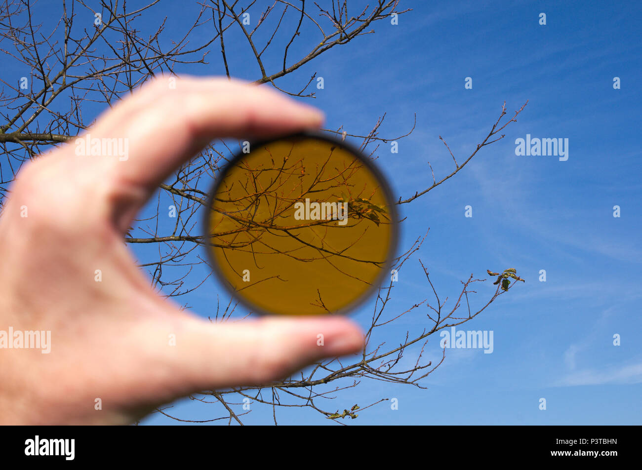 Tenendo un fotografico filtro arancione contro i rami degli alberi e il cielo Foto Stock