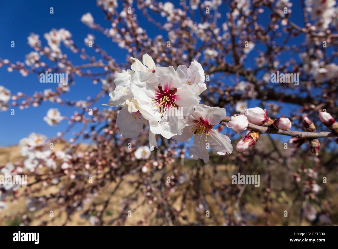 White Almond Blossom, Prunus dulcis, Valle di Almanzora, provincia di Almeria, Andalusia, Spagna Foto Stock