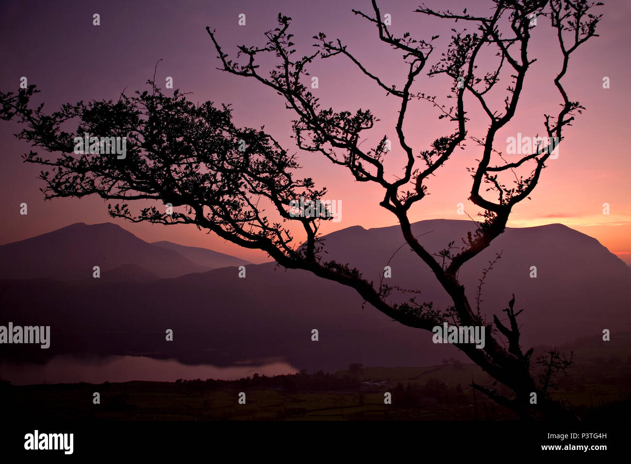 Hawthorne tree e le montagne al tramonto, Snowdonia, il Galles del Nord Foto Stock