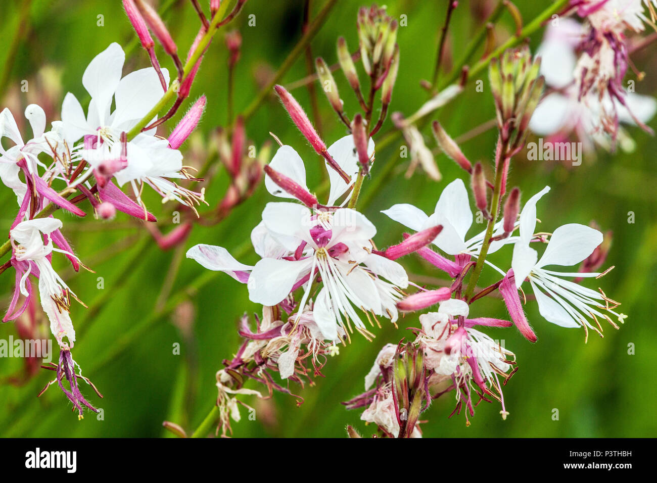 Lindheimers beeblossom bianco Gaura lindheimeri Fiori Bee-friendly fiori Oenothera lindheimeri bianco rosa Gaura Fiore Giardino fiorito giugno Hardy Foto Stock