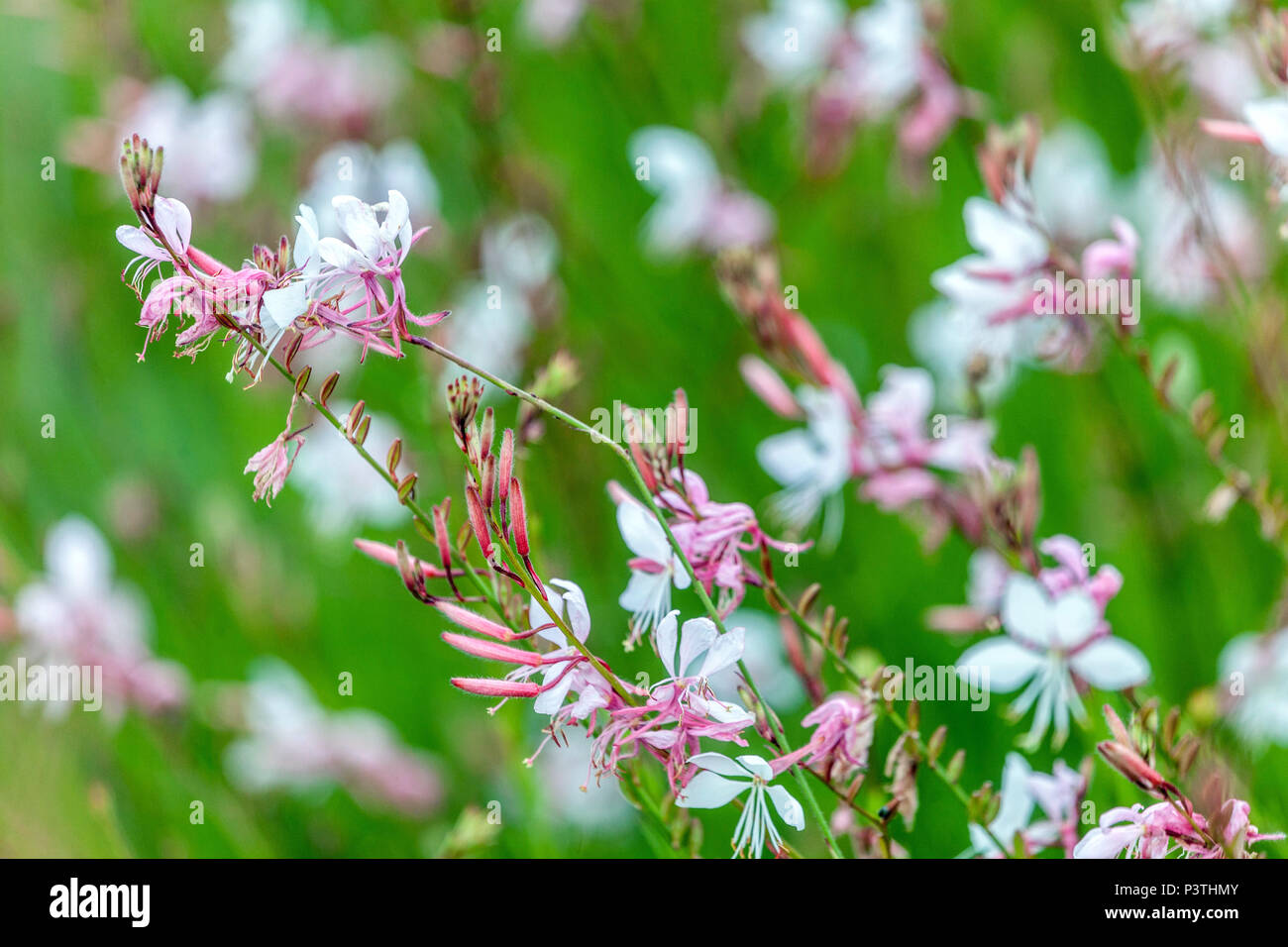 Il Lindheimer beeblossom, Gaura lindheimeri fiore Foto Stock
