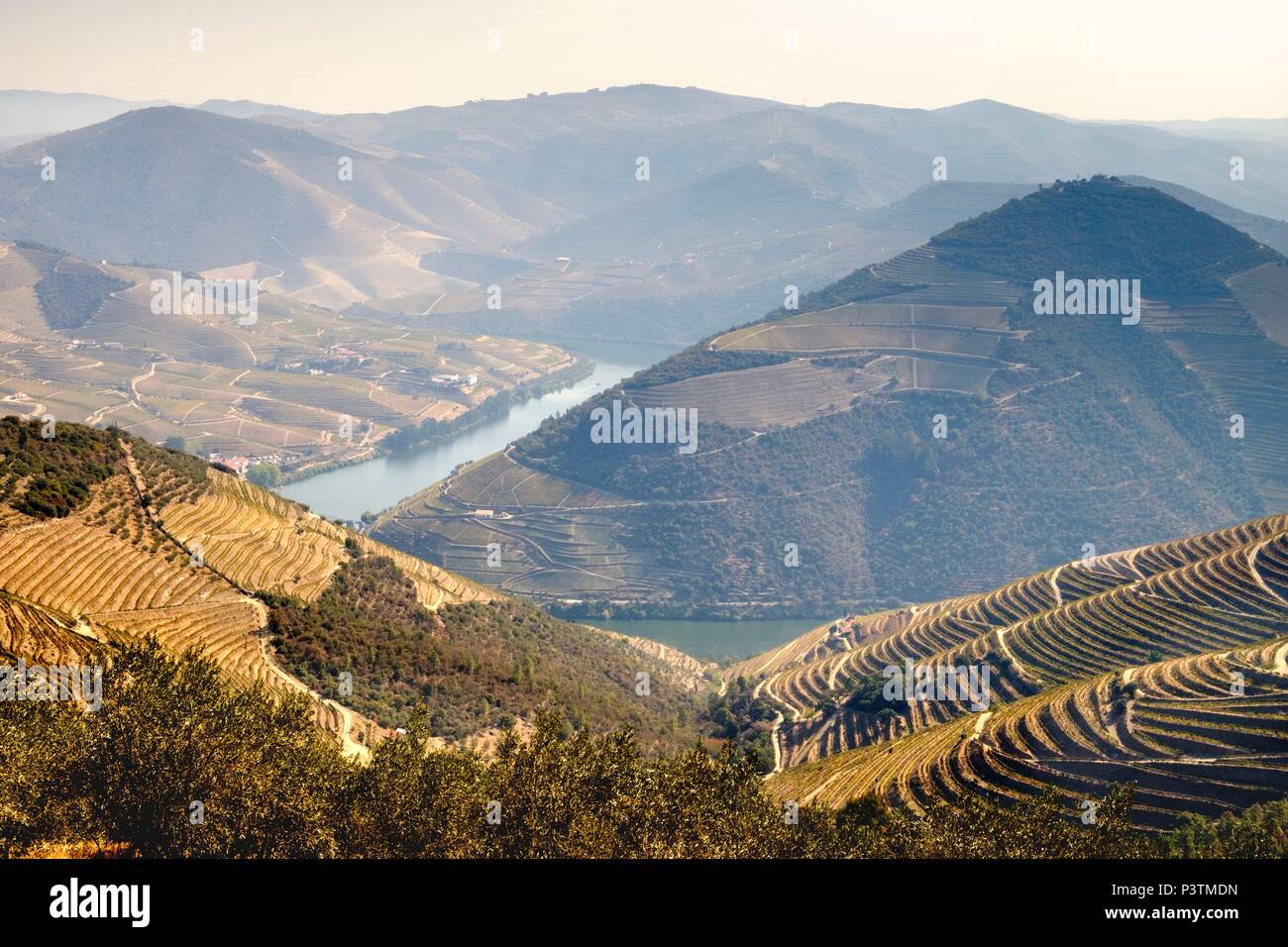 Vigneti terrazzati, vicino a Pinhao, Douro River Valley, Portogallo Foto Stock
