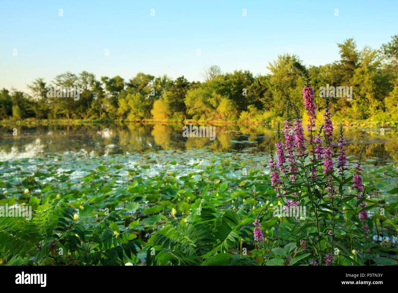 Fiori selvaggi e stagno in Kansas, Cedar Crest Lodge, Pleasanton, Kansas, STATI UNITI D'AMERICA Foto Stock