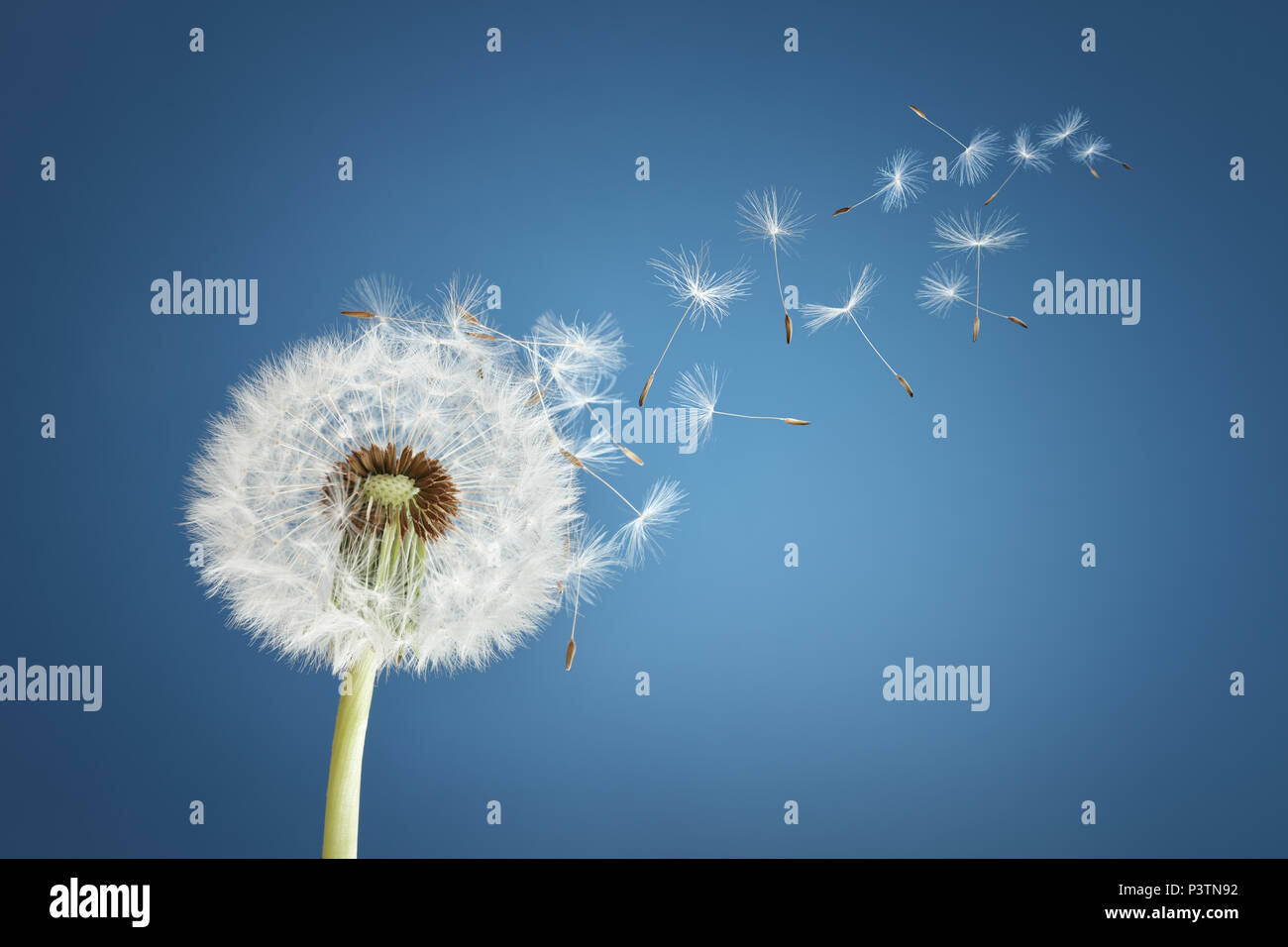 Tarassaco con semi di soffiatura nel vento in un cielo blu chiaro con spazio di copia Foto Stock