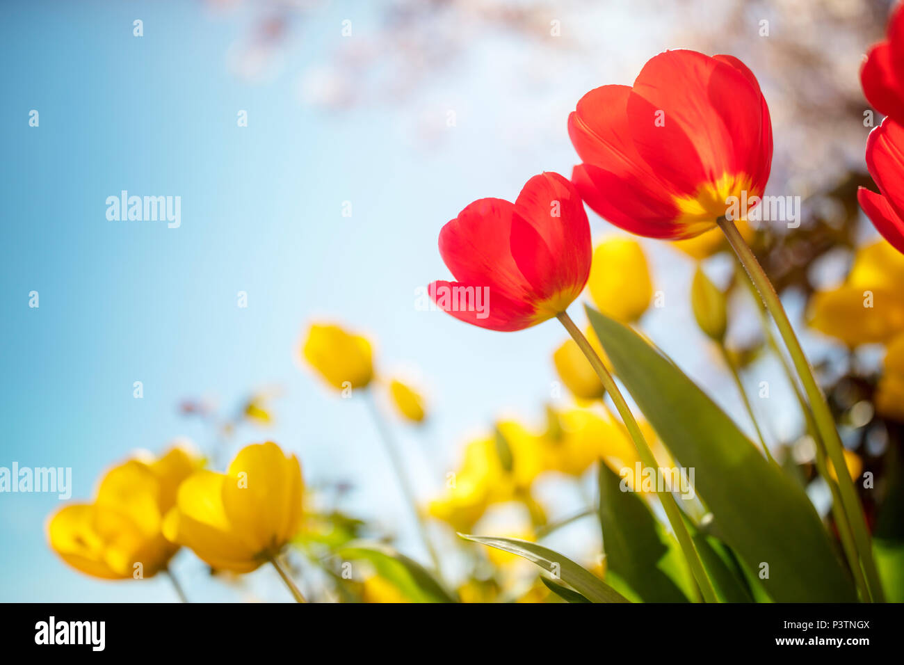 Primavera tulip fiori e fiori di ciliegio contro un cielo blu sotto il sole Foto Stock