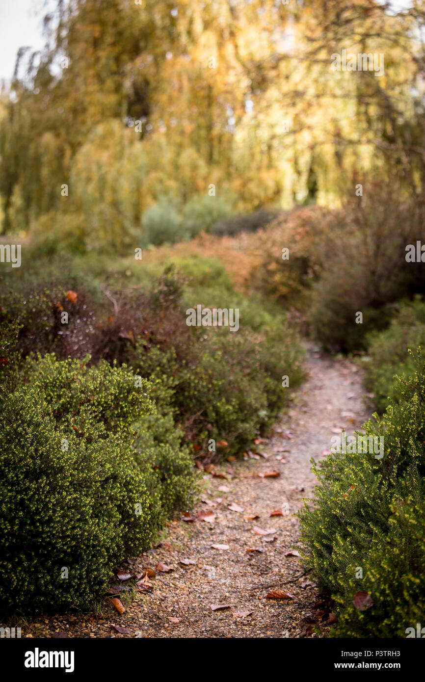 Isabella Plantation, Richmond Park. Londra, Regno Unito Foto Stock