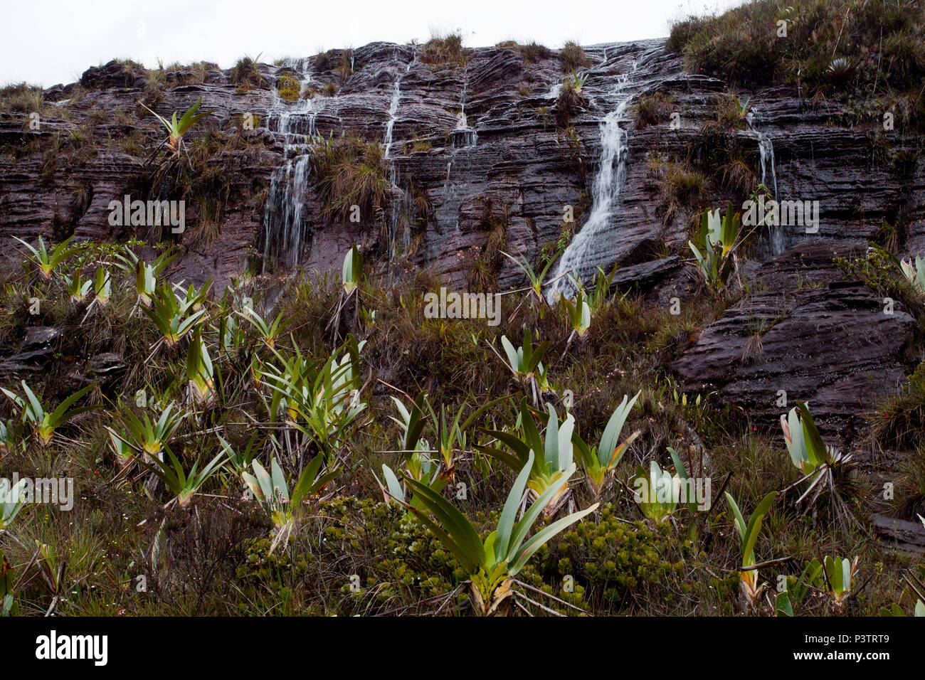 MONTE RORAIMA, RR - 21.07.2012: MONTE RORAIMA - Bromélias e quedas d'água nessun topo. (Foto: Keko Pascuzzi / Fotoarena) Foto Stock