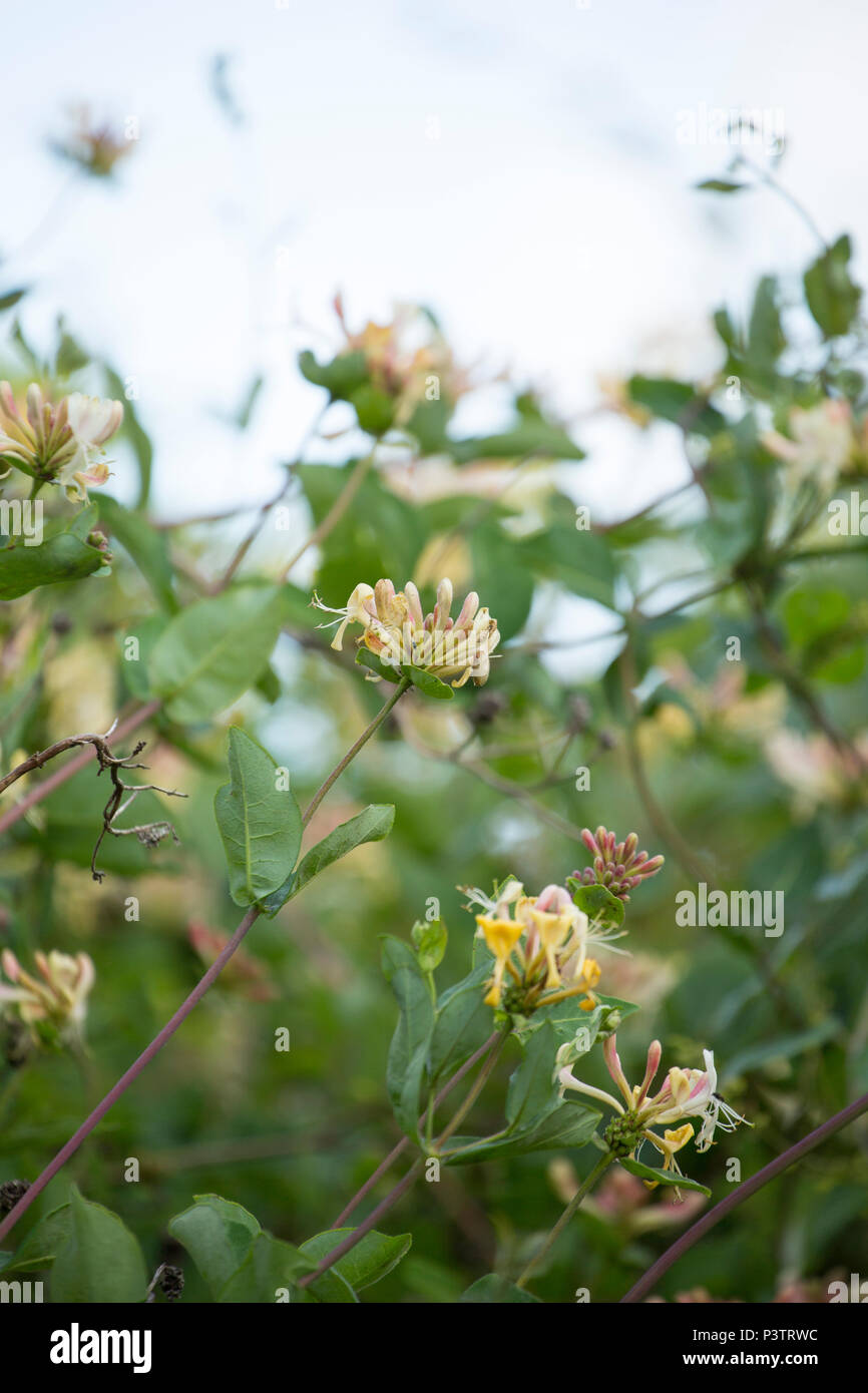 Caprifoglio comune, Lonicera periclymenum, crescendo in una siepe a fianco di una strada in Lancashire North West England Regno Unito GB. È anche noto come Unione ho Foto Stock