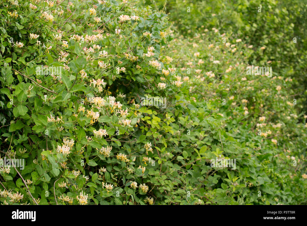 Caprifoglio comune, Lonicera periclymenum, crescendo in una siepe a fianco di una strada in Lancashire North West England Regno Unito GB. È anche noto come Unione ho Foto Stock