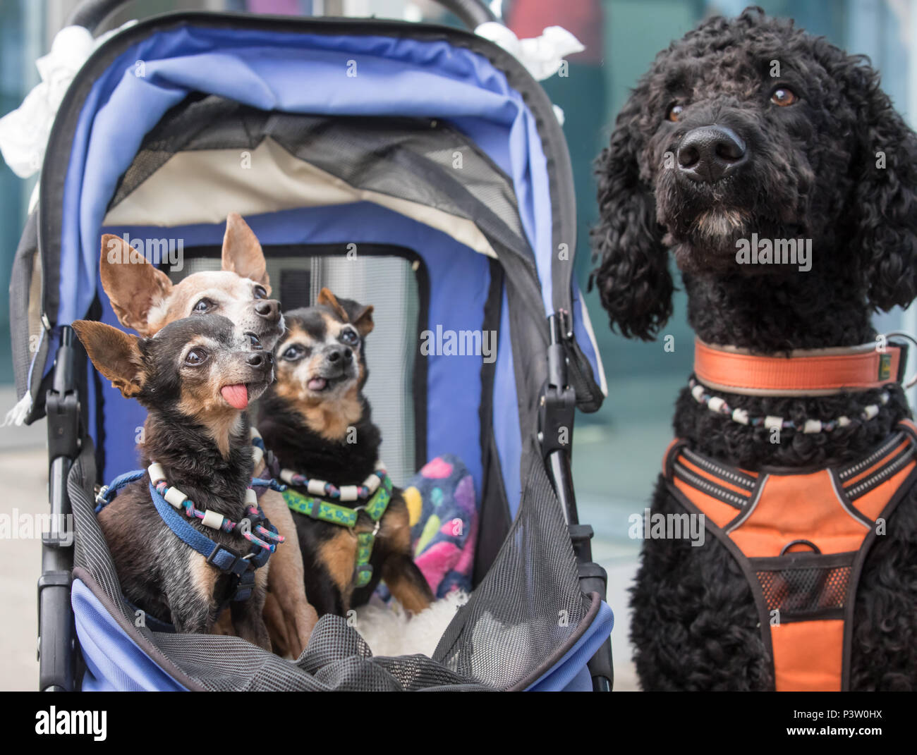 Erfurt, Germania. 16 Giugno, 2018. Tre Praga Ratter guardare un barboncino mix a livello internazionale e nazionale cani Pedrigee mostrano come pure il pedigree internazionale gatti mostra presso la fiera di Erfurt. Circa 4000 cani e più di 100 gatti mostrano se stessi al loro meglio. Credito: Arifoto ug/Michael Reichel/dpa/Alamy Live News Foto Stock