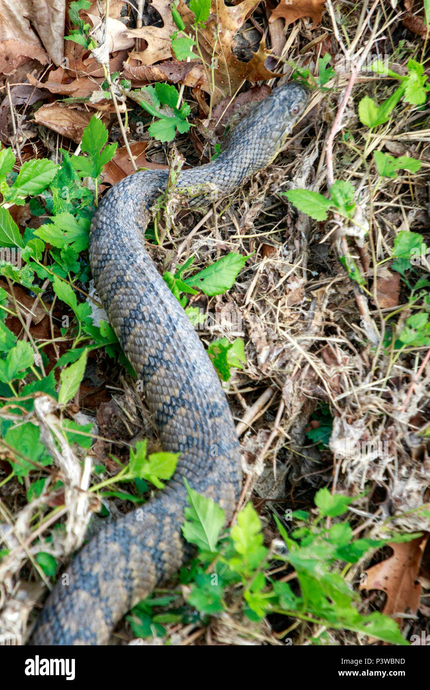 Diamondback Watersnake, anatra Creek, Nerodia rhombifer, rettili Richardson, TX, Texas, Stati Uniti d'America, acquatici, innocuo watersnake, pesante corposo, nonvenomous c Foto Stock