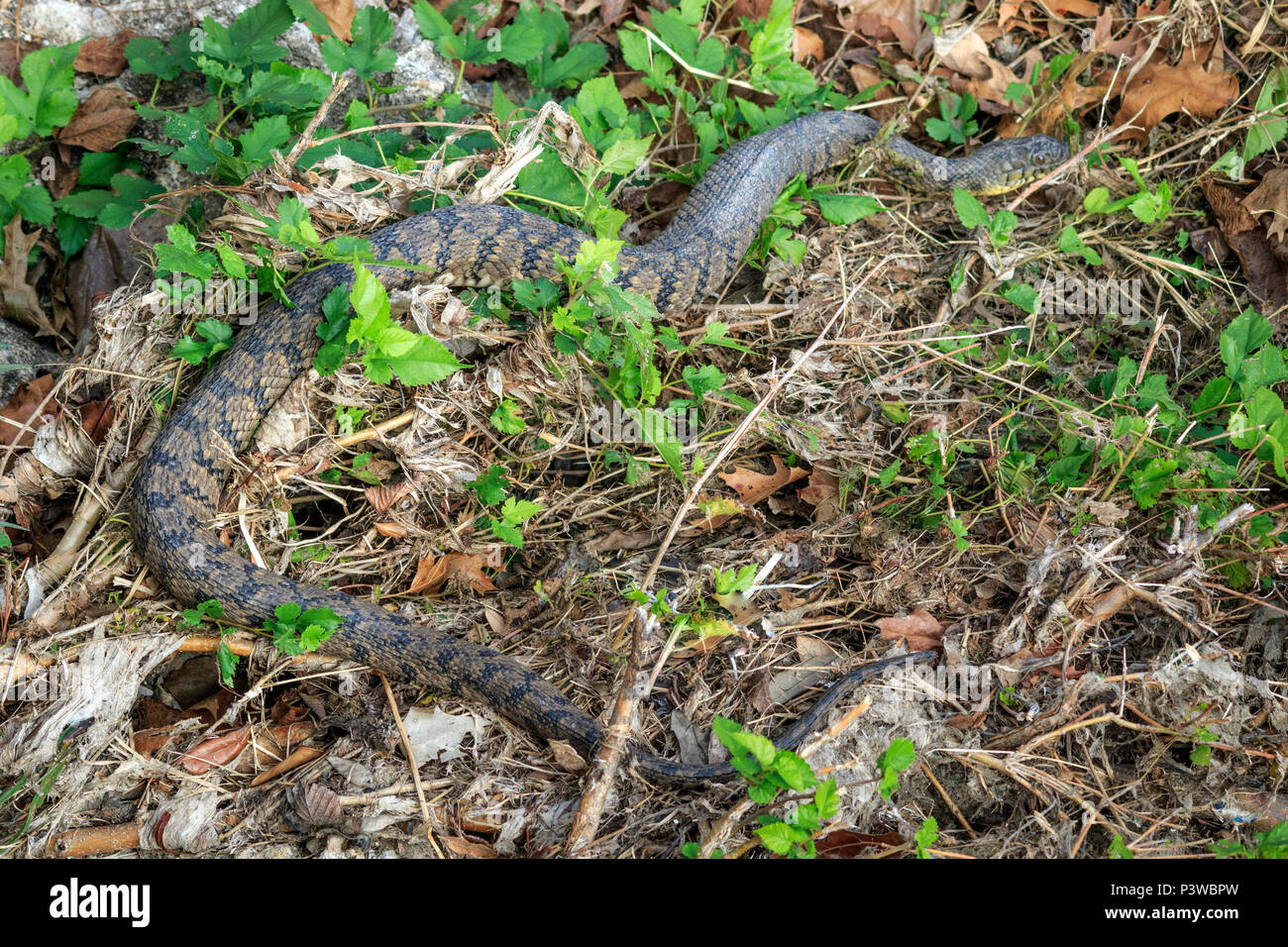 Diamondback Watersnake, anatra Creek, Nerodia rhombifer, rettili Richardson, TX, Texas, Stati Uniti d'America, acquatici, innocuo watersnake, pesante corposo, nonvenomous c Foto Stock