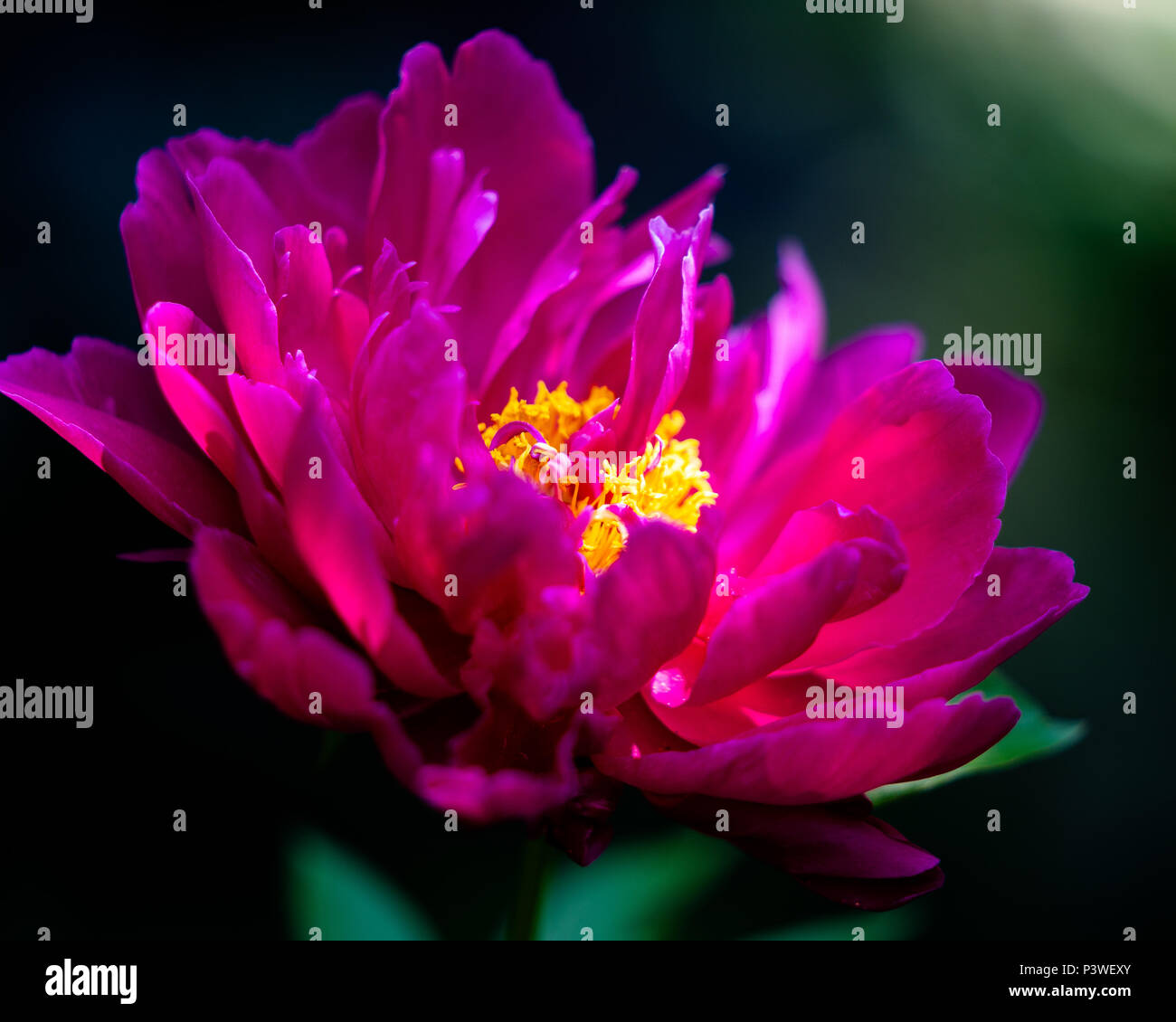 Bellissimo fiore rosa con la luce del sole cadere su di esso Foto Stock