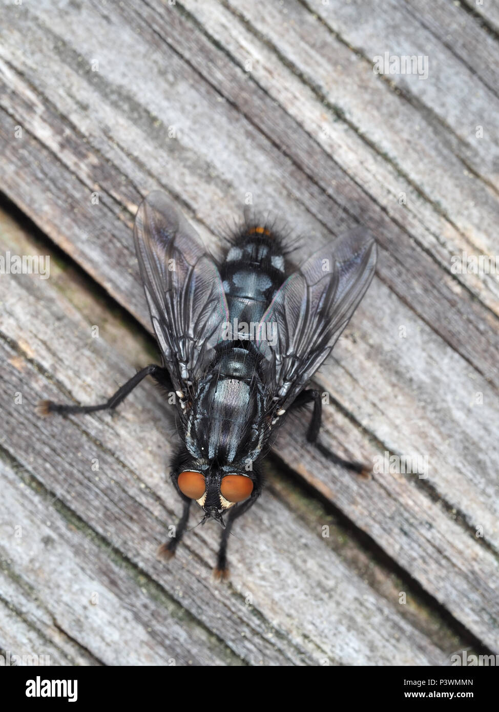Grande fly (Diptera) su di una superficie di legno di close-up Foto Stock
