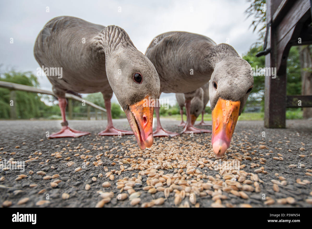 Basso angolo vista di Grey Goose alimentare a Slimbridge Wetlands Centre Foto Stock