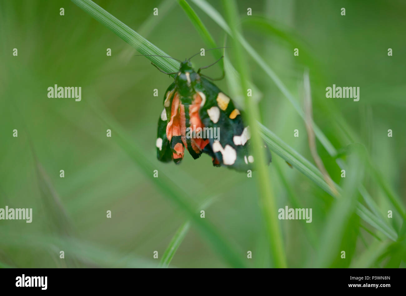 Una bella scarlet tiger moth in una macro soft focus immagine Foto Stock