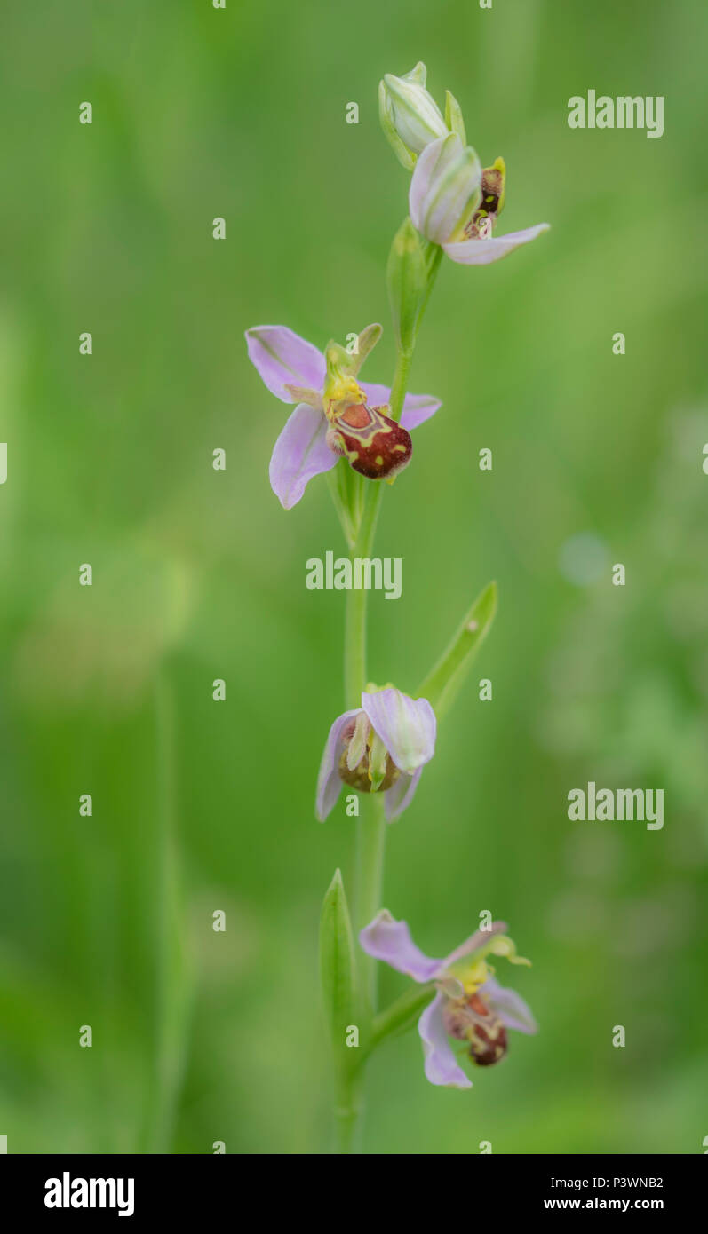 Una crescente selvatici bee orchid in amoungst l'erba in Gloucester Foto Stock