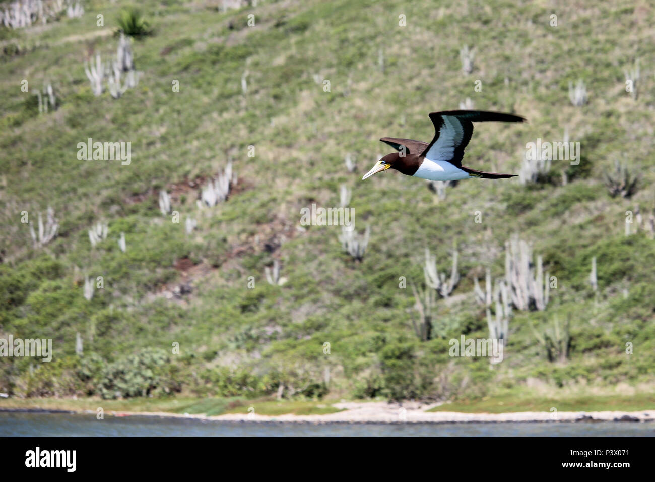 Aves marinhas tem atividade intensa em Cabo Frio devido à grande oferta de peixes e à ausência de predadores naturais. Principais pontos turísticos de Cabo Frio, na região dos Lagos, no Rio de Janeiro. Foto Stock