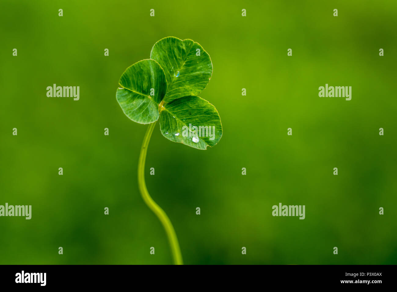 A foglia di trifoglio con gocce d'acqua Foto Stock