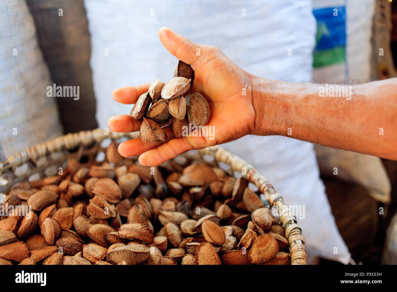 Coleta de castanha do Pará em Santarém, nessuna PA. Foto Stock