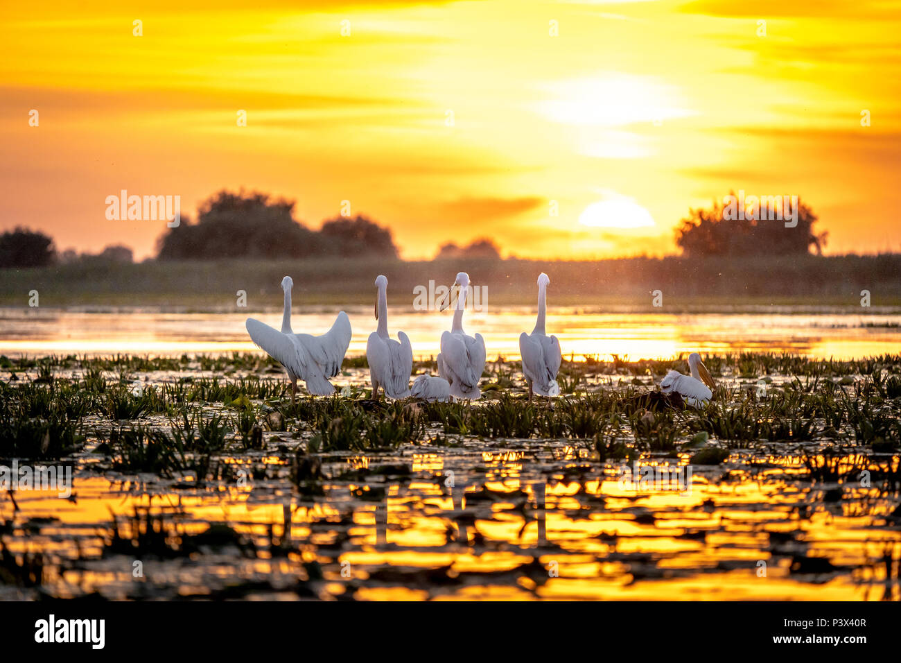 Sunris nel Delta del Danubio, Romania Foto Stock