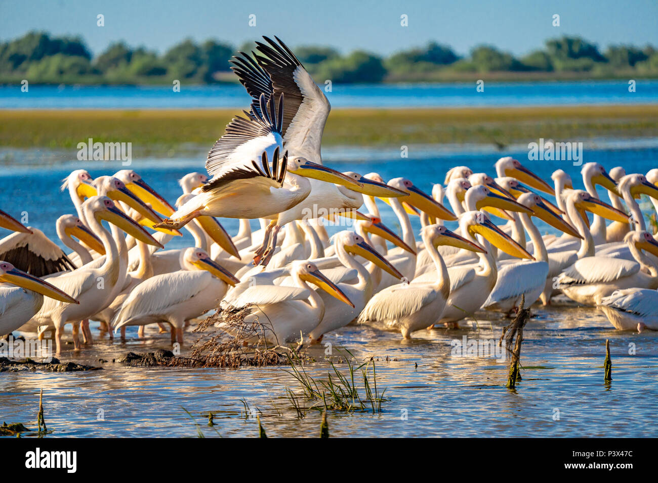 Pellicani nel Delta del Danubio, Romania. Una visione comune per il turista che visita il Delta del Danubio per birdwatching Foto Stock