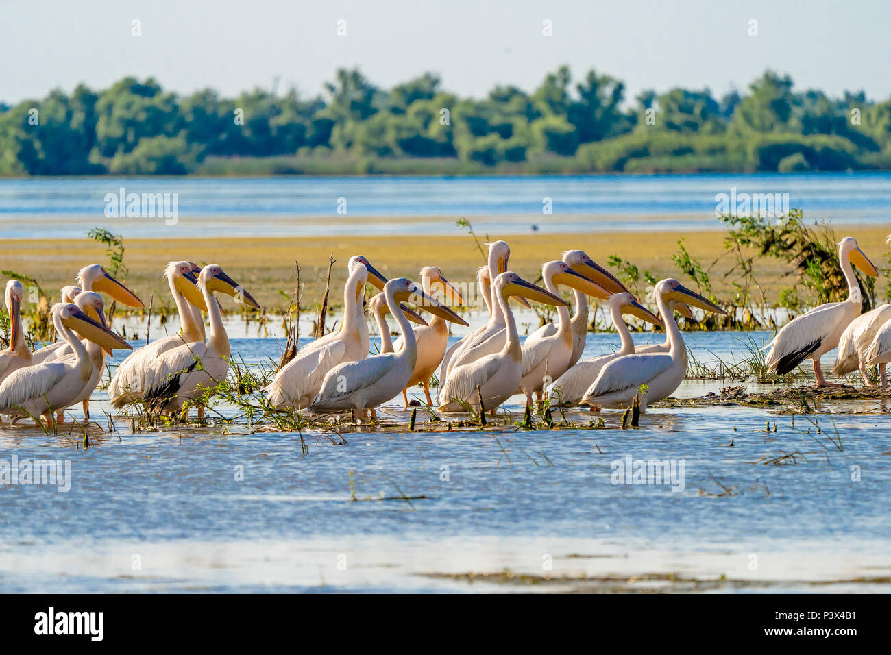 Il Delta del Danubio visione comune il pellicano colonia su Lago di Fortuna Foto Stock