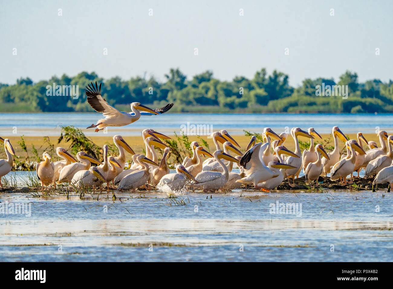 Il Delta del Danubio visione comune il pellicano colonia su Lago di Fortuna Foto Stock