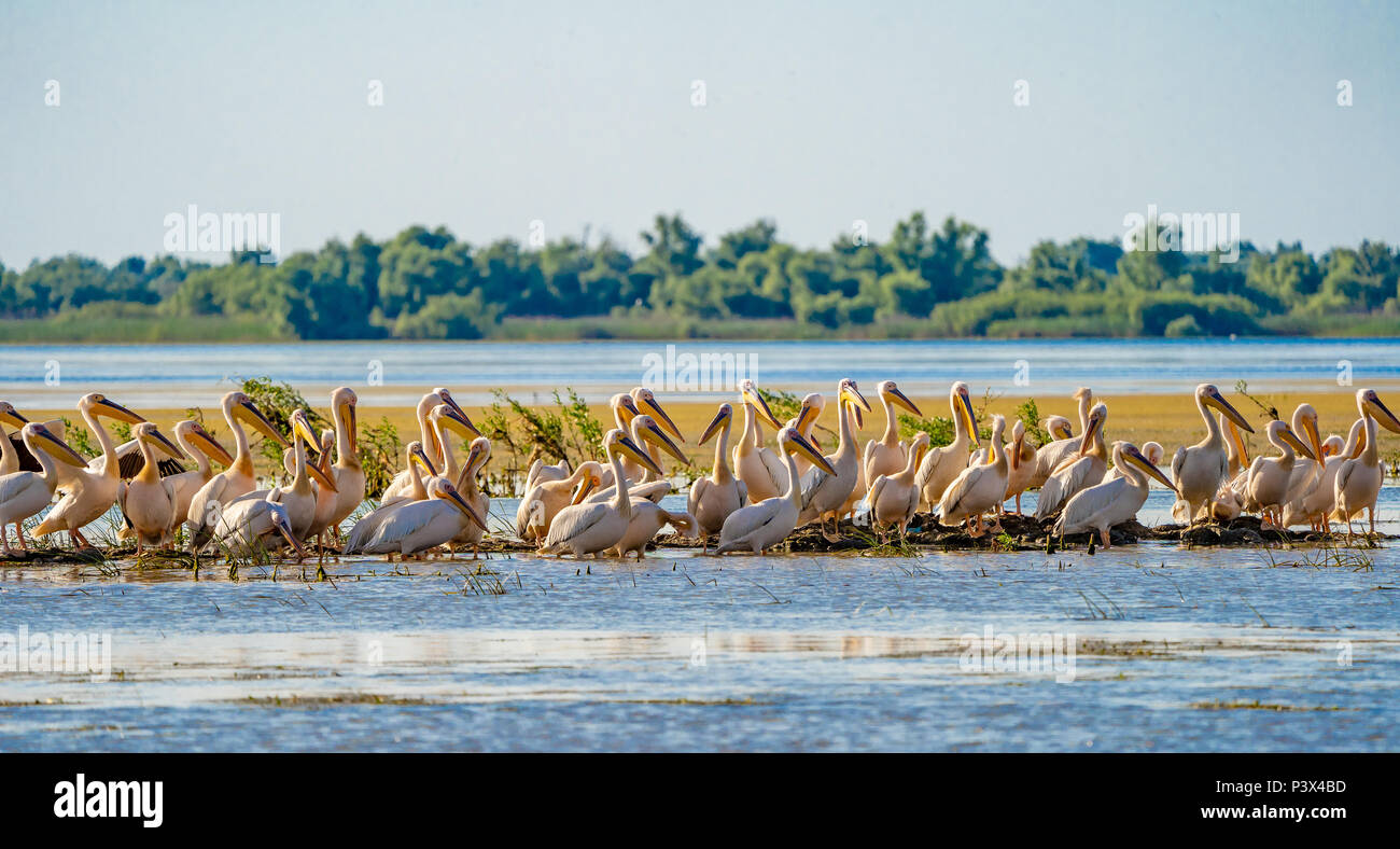 Il Delta del Danubio visione comune il pellicano colonia su Lago di Fortuna Foto Stock