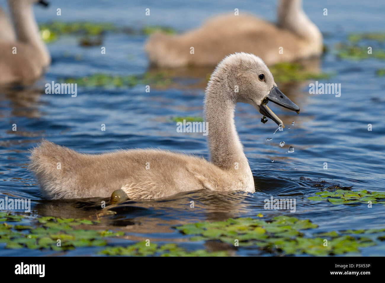 Cigno baby nel Delta del Danubio Foto Stock