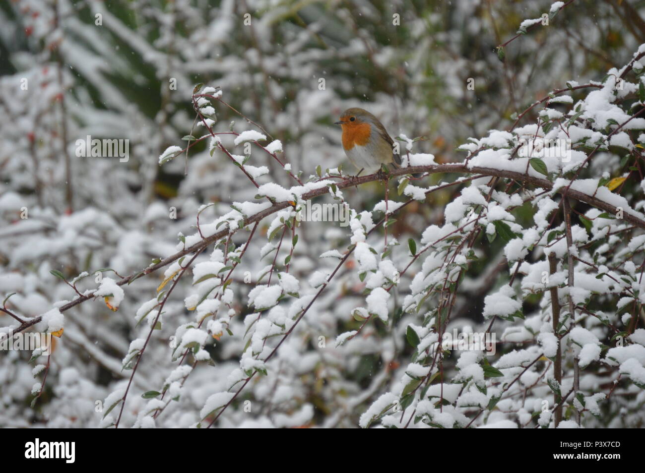 Un po' di robin godendo la neve invernale, il Galles del Nord Foto Stock