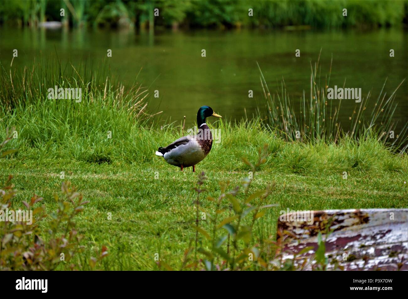 Anatra maschio, pronto a fare una nuotata, il Galles del Nord Foto Stock