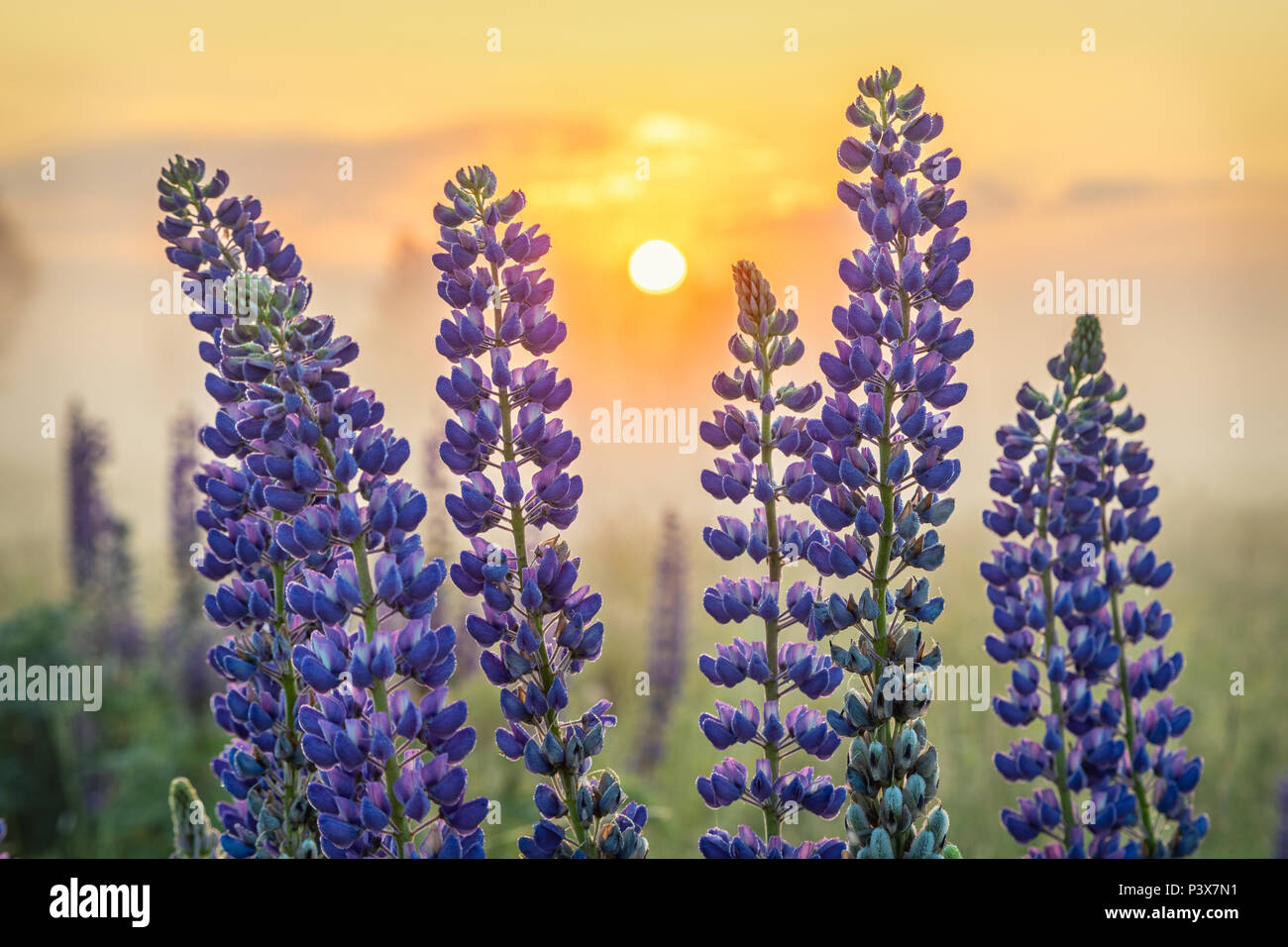 Lupin fiori con Rising Sun sullo sfondo Foto Stock